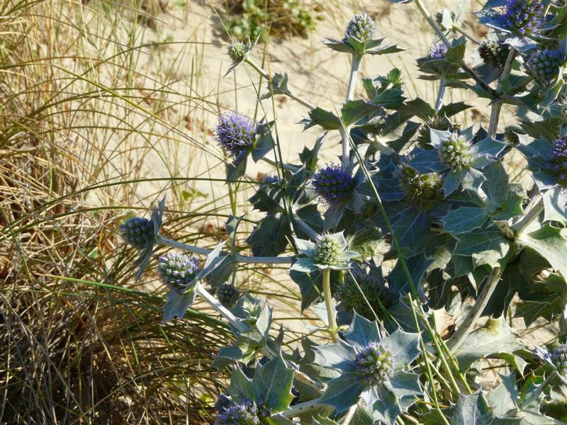 fleurs ou plantes des dunes océannes P1050611