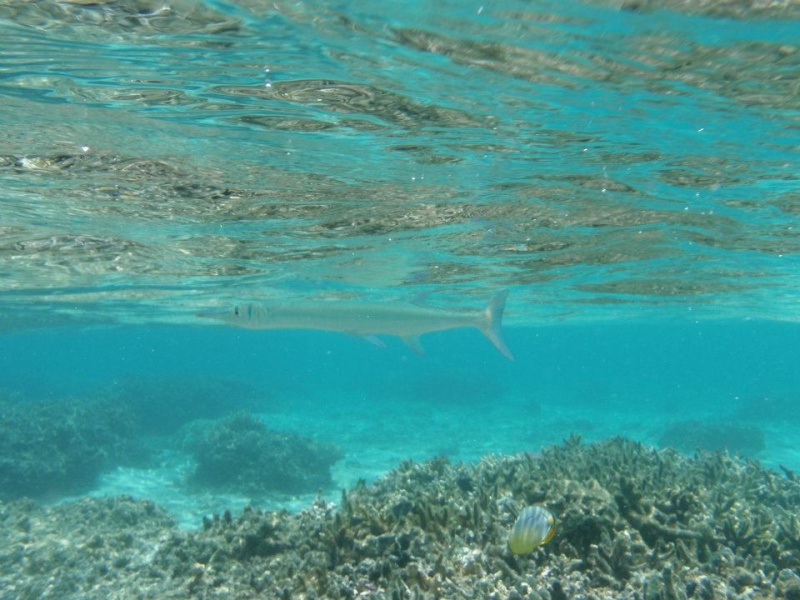 mise à l'eau  "l'anse des demoiselles" 38762910