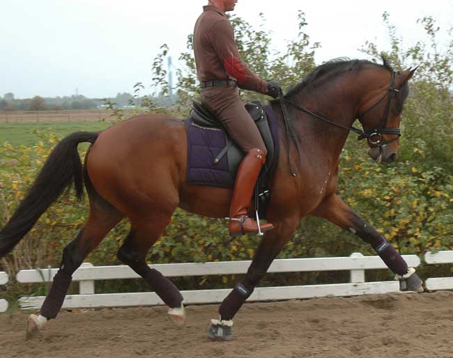 star ac equestre - STAR AC QUESTRE - leon par leon avec explications Ang_tr10