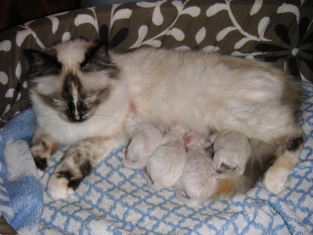 Chatons du Sacré Sud Pict0111