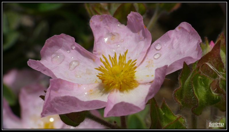 macro du dimanche P1090617