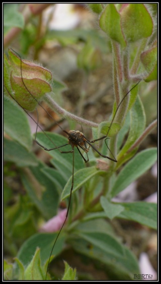 macro du dimanche P1090712