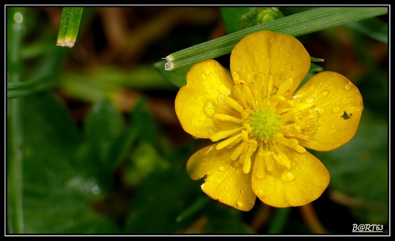 macro du dimanche P1090910