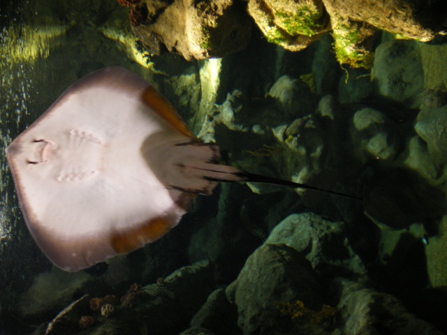L'Aquarium Mare Nostrum de Montpellier Imgp0311