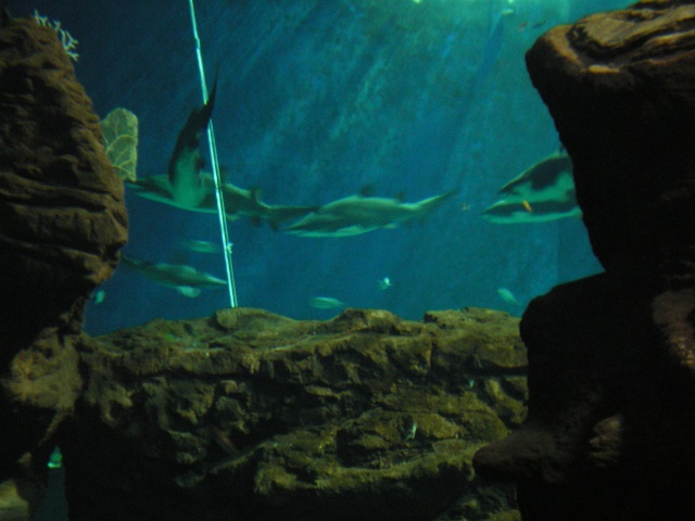 L'Aquarium Mare Nostrum de Montpellier Imgp0312