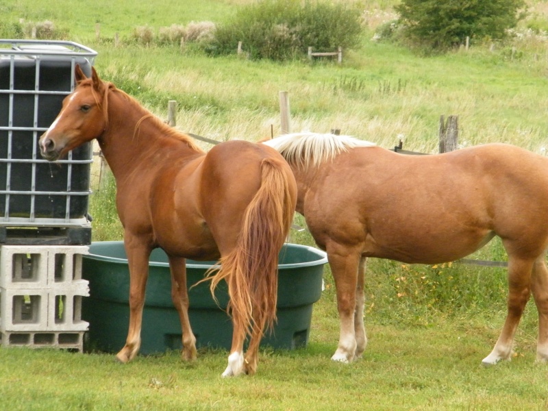 (Dpt 71) GIPSI Jument Haflinger PP réservée par Jeanne !!!! (Déc 2010) - Page 3 Dscf9712