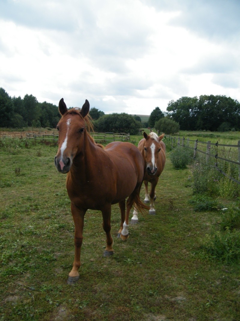 (Dpt 71) GIPSI Jument Haflinger PP réservée par Jeanne !!!! (Déc 2010) - Page 3 Dscf9715