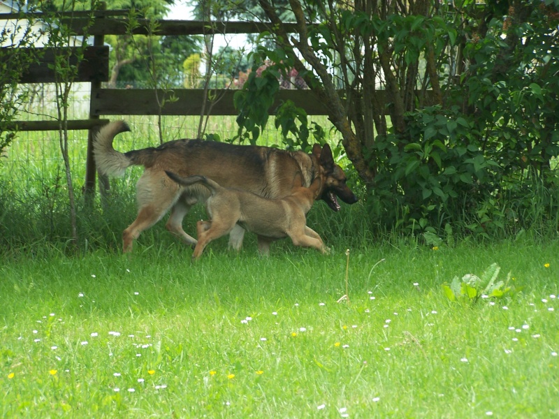 Et les chiens des amazones, ils méritent aussi un petit post - Page 9 Photos14