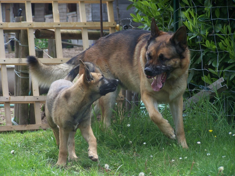 Et les chiens des amazones, ils méritent aussi un petit post - Page 9 Photos15