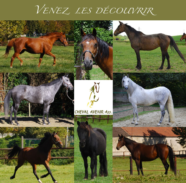 Diffusions d'annonces - Page 6 Cheval10