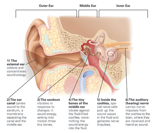 Anatomy of Ear Anat10