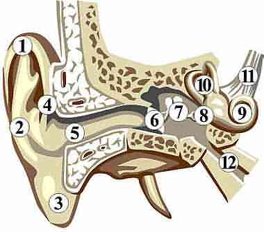 Anatomy of Ear Anatom10