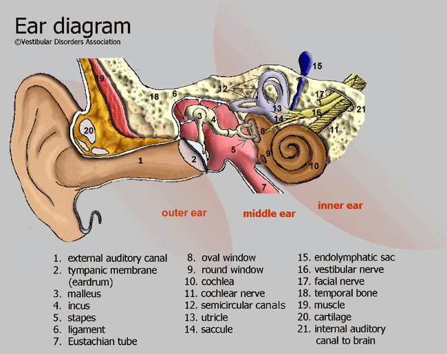 Anatomy of Ear Ear_di10