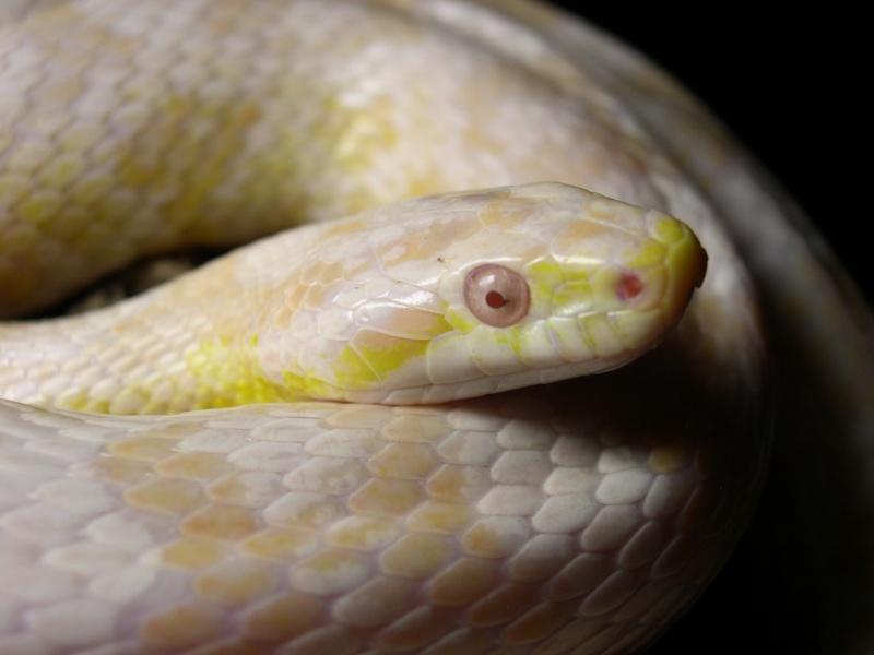 CONCOURS PHOTO: Le regard / L'oeil de votre reptile! 2007_010