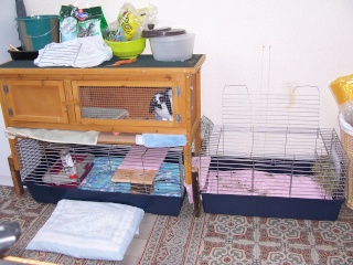 Habitation des lapins : exemples de cages, enclos ... 100_5434