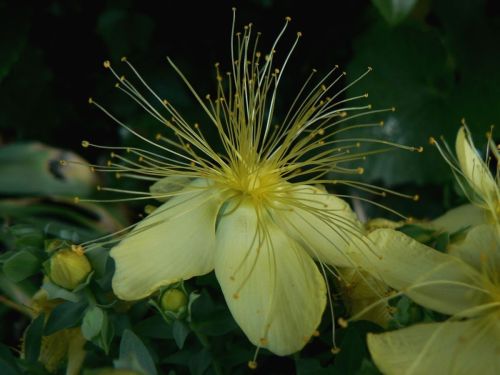 Hypericum olympicum var. citrinum Hyperi11