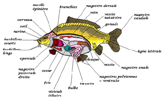 Anatomie de la carpe Anatom10