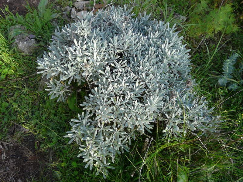 Helichrysum angustifolium Helich13