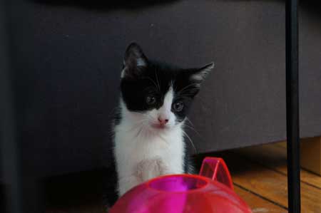 Gwenhadu chaton femelle  européenne de 2 mois Gwenha10