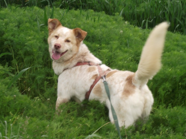 PUNCHY Epagneul x Husky 2007 REFU35 Punchy10