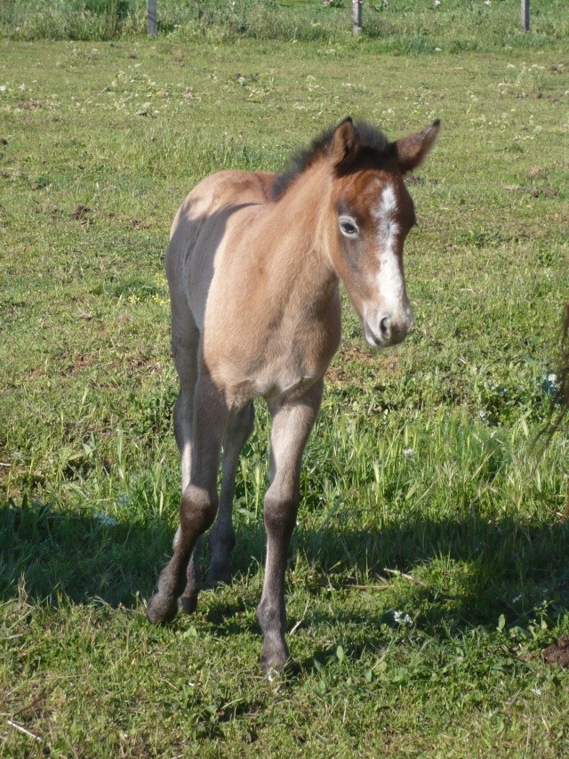 Ulyssia de L'eden Ulyssi15