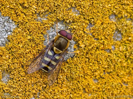 خلفيات منوعة من National Geographic N_g-1110