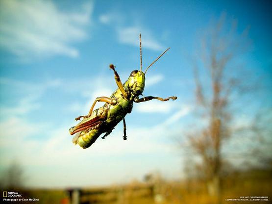 خلفيات منوعة من National Geographic N_g-1810