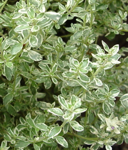 الزعتر من الزراعه للأنتاج Thyme-10