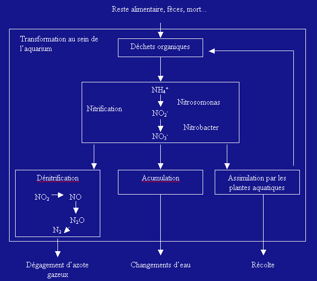 Le cycle de l’azote  Cycle10