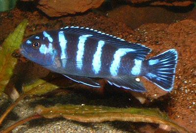 Pseudotropheus demasoni Demaso11