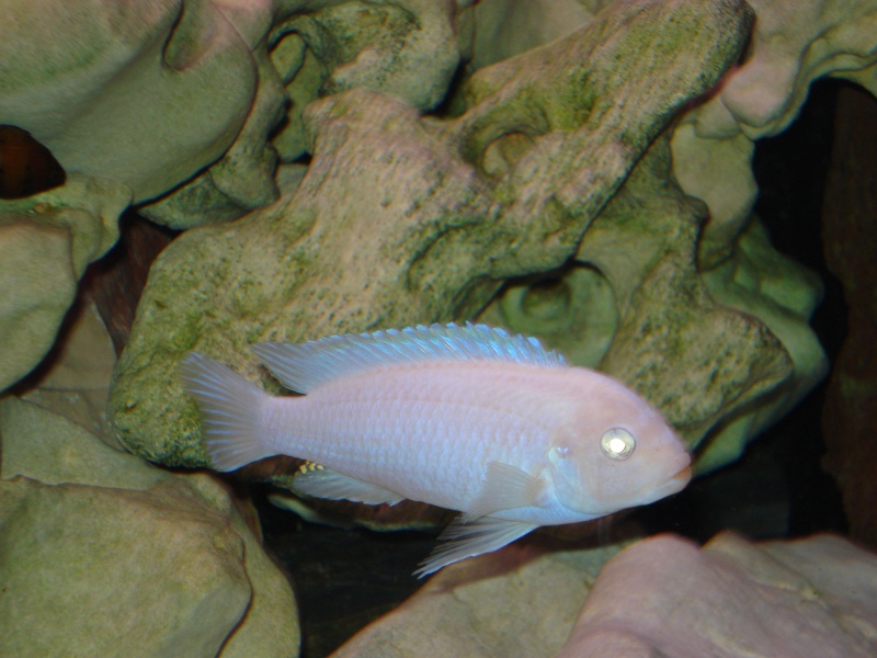 pseudotropheus socolofi albinos Dsc00012