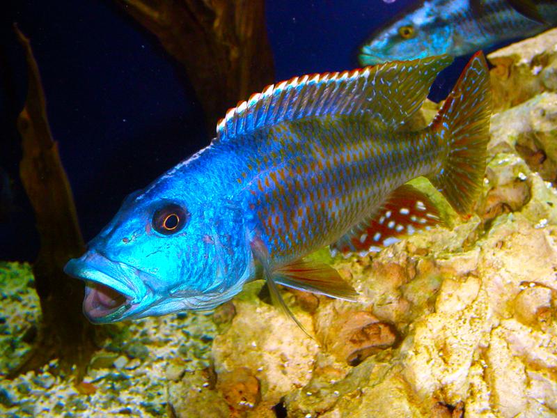 Nimbochromis fuscotaeniatus Nimbo210
