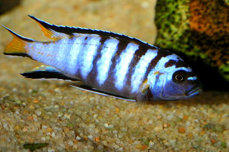 PSEUDOTROPHEUS ELONGATUS Pseudo11