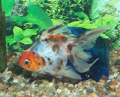 CARASSIUS AURATUS Ryukin10