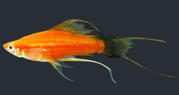 XIPHOPHORUS  HELLERII Swordt11