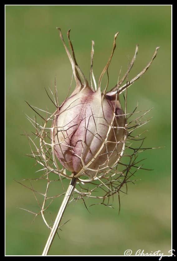 Une nature morte...dans mon jardin. Fleur_12