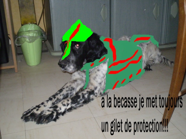 Gilet de protection pour chien Dingo_10