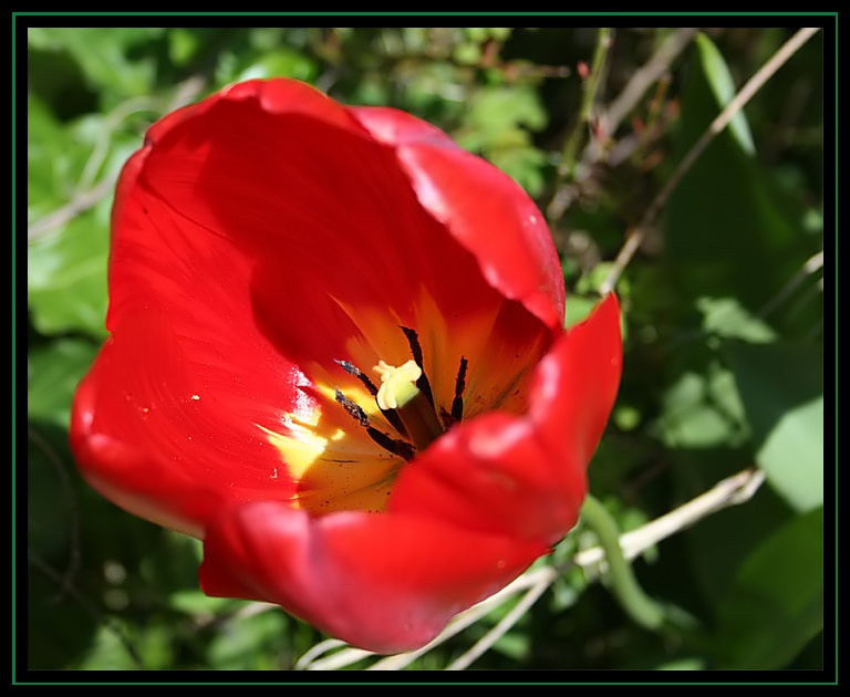 Fleurs du printemps Tulipe10