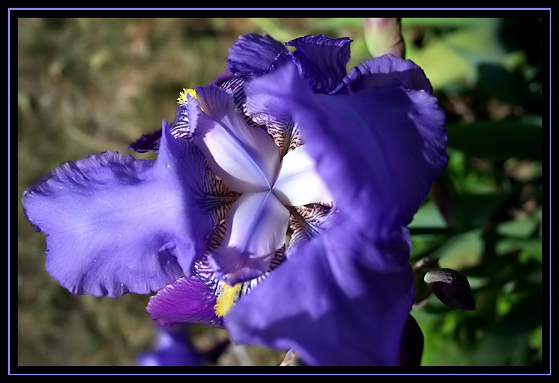 Fleurs du printemps Violet10