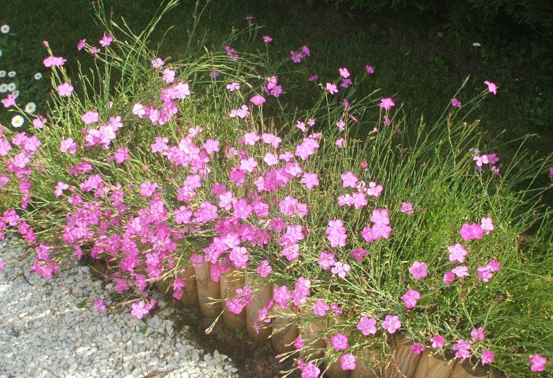 les fleurs du jardin de   brigitte  !!!!!!! Dscf0612