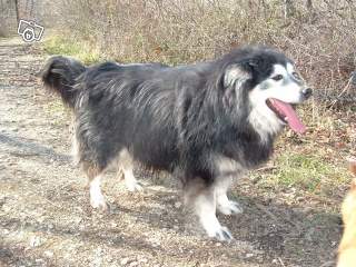 ONTARIO magnifique  malamute/samoyede (16) 62473510