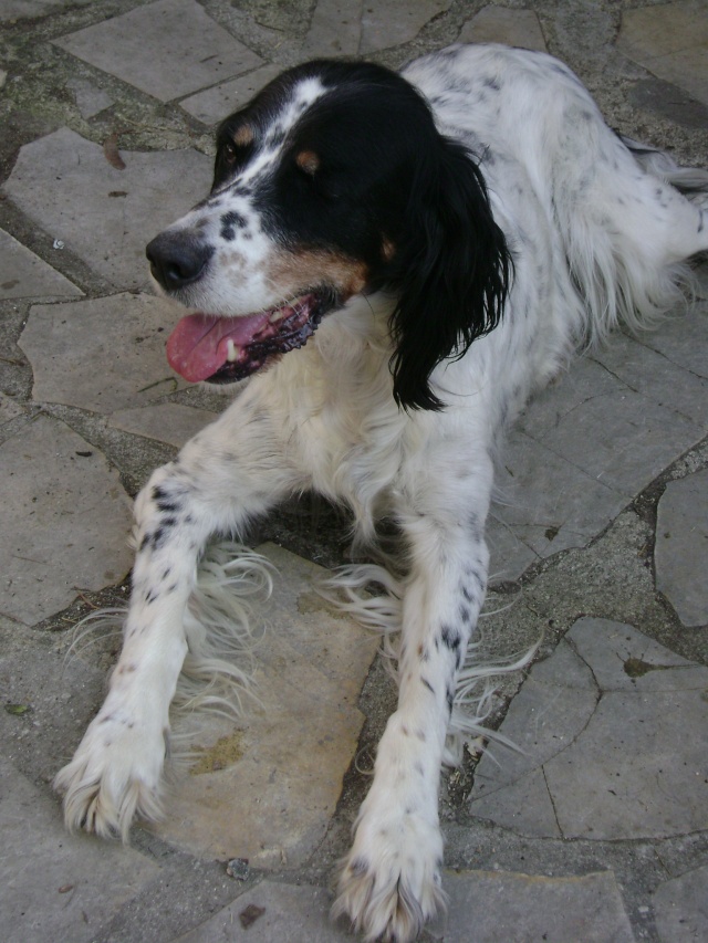 Adoption de Tara (Les chiens de l'espoir) Dsc04910