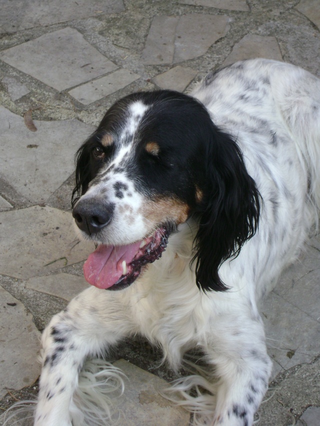 Adoption de Tara (Les chiens de l'espoir) Dsc04911