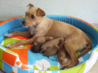 2 cachorros, tamaño mini, 2 meses Cloe10