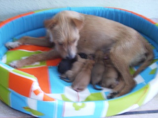 2 cachorros, tamaño mini, 2 meses Cloee10