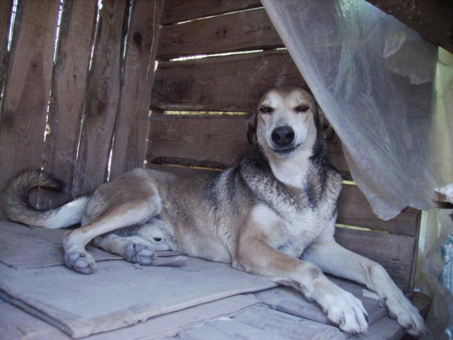 Nidea,cruce de husky 9 años. Nidea110