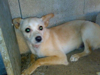 ScoobyDoo, x ratonero, 1 año Scooby12