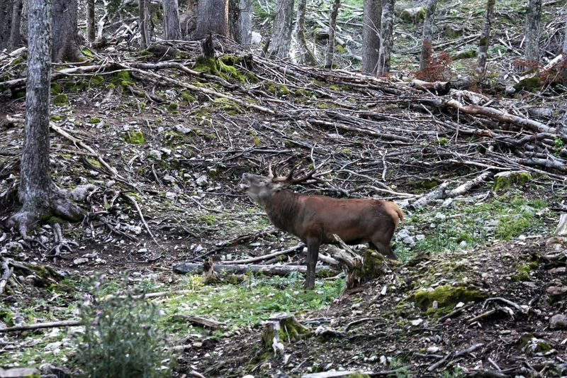 Brame dans le Jura Img_0815