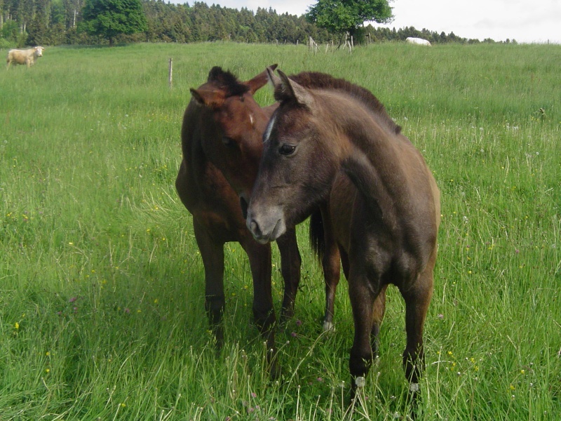 CONCOURS PHOTOS: Les chevaux s'amusent...Venez voter ! 18_05_16