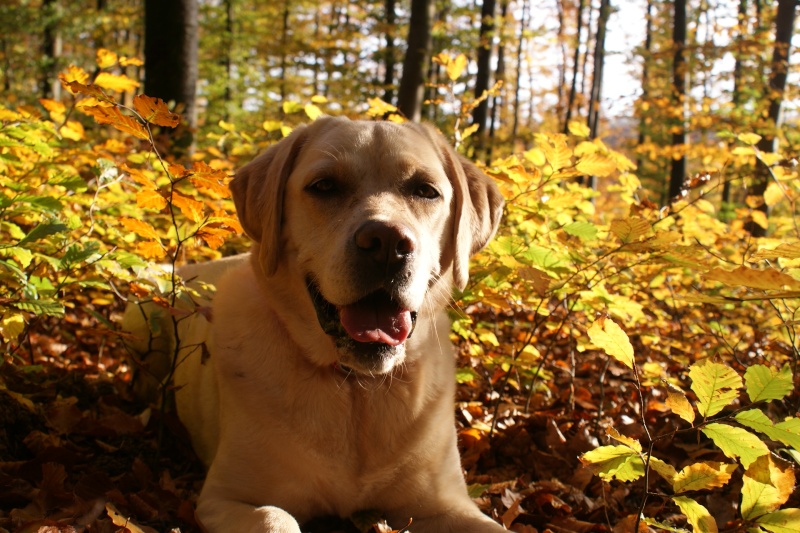 Résultat du concours photos "Premières lueurs d'automne"... Dora_011